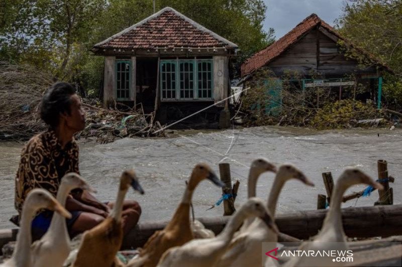 Dampak Gelombang Tinggi Di Pesisir Demak 