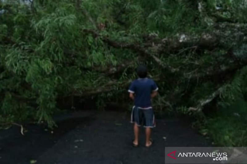 BPBD Cianjur dapat laporan belasan pohon tumbang akibat angin kencang