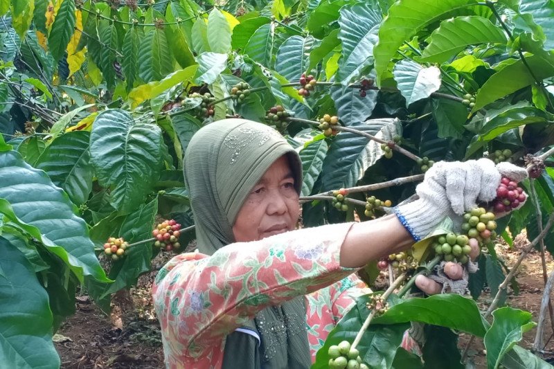 Indonesia's farm exports rise 11% to Rp359.5 trillion - ANTARA News