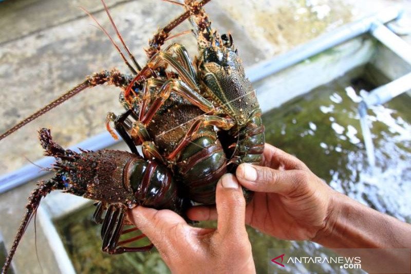 Permintaan Lobster Kualitas Ekspor