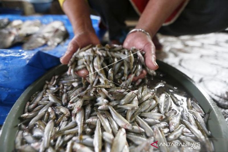 Populasi Ikan Depik Khas Laut Tawar Menurun