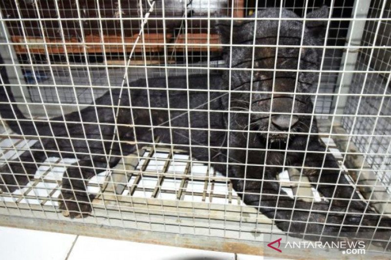 Macan Tutul Ditangkap Karena Masuk Perkampungan