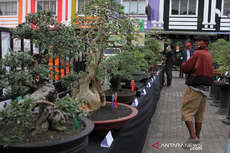 PAMERAN DAN KONTES BONSAI