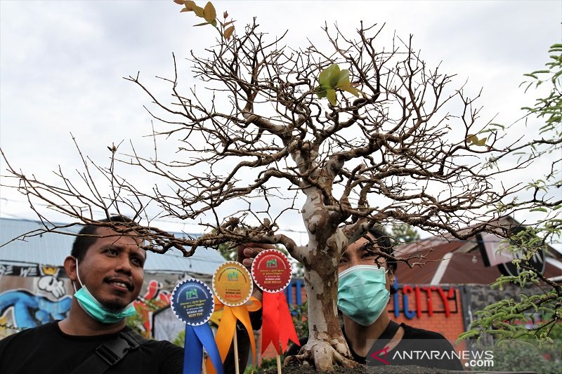 PAMERAN DAN KONTES BONSAI