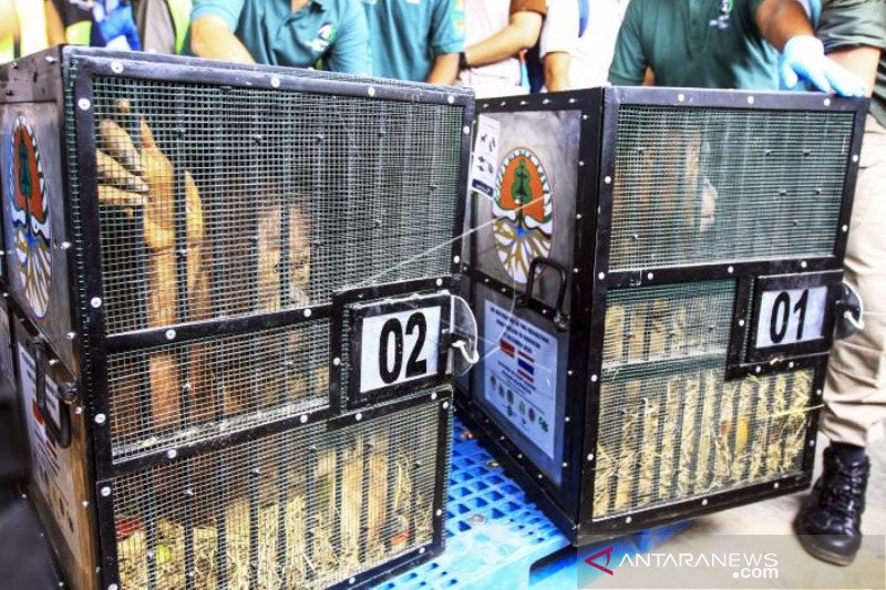 Repatriasi Orangutan dari Thailand