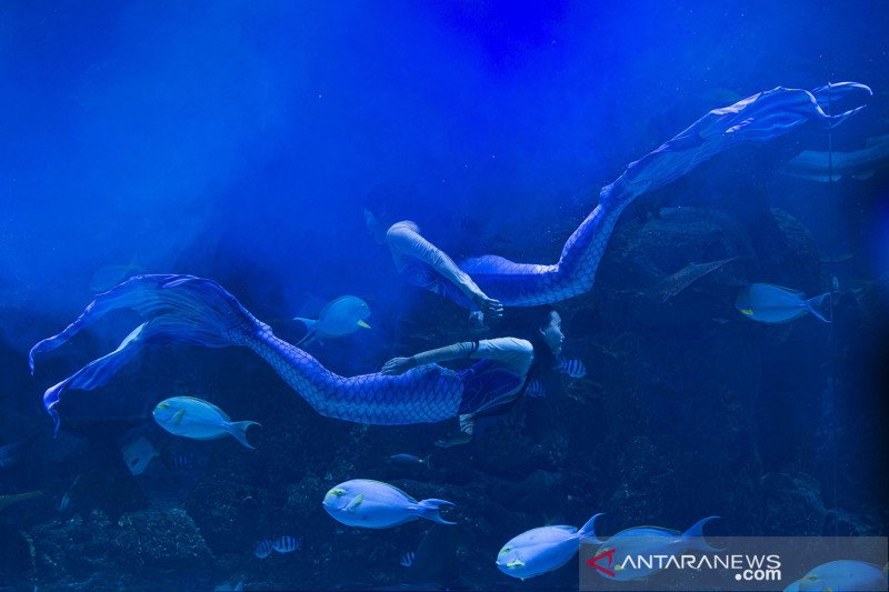 Pertunjukan Bawah Air Jakarta Aquarium Dan Safari Antara News