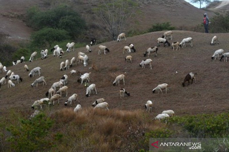 Gembala ternak Domba di perbukitan Jabal Nur Palu