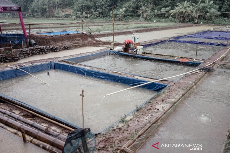 Garut belajar program budidaya ikan koi ke Ciamis