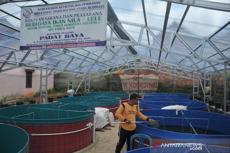 Budidaya lele dengan sistem bioflok di Palembang