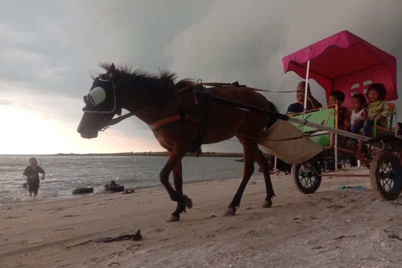 Wisata Kereta Kuda di Pantai Kerang Mas