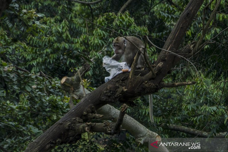 Pemulihan Hijau Jadi Harapan Kala Ancaman Iklim Terus Hantui Dunia Antara News