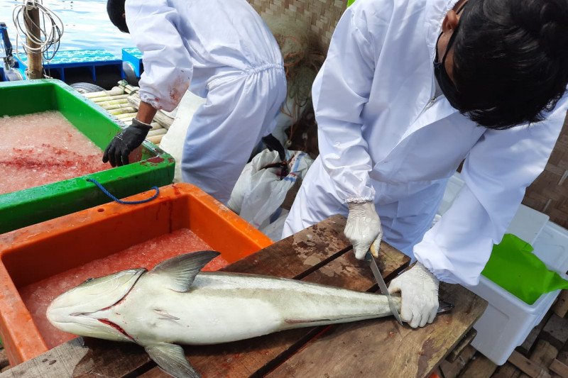 KKP panen perdana komoditas unggulan ikan kobia di kawasan Pangandaran