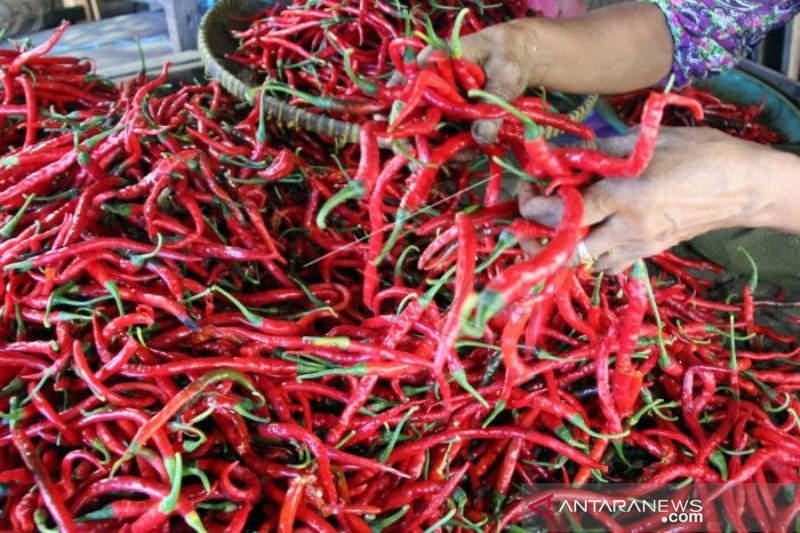 Harga Cabe Merah Di Dumai Naik