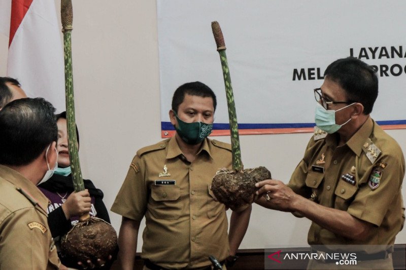 Ciamis dorong petani milenial kembangkan tanaman porang