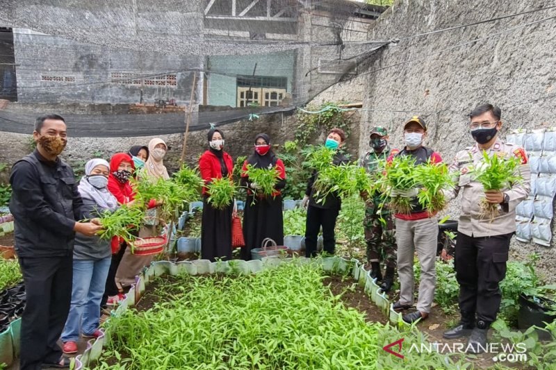 Kepala DKPP Kota Bogor dan warga bersama panen sayuran di Kelurahan Babakan