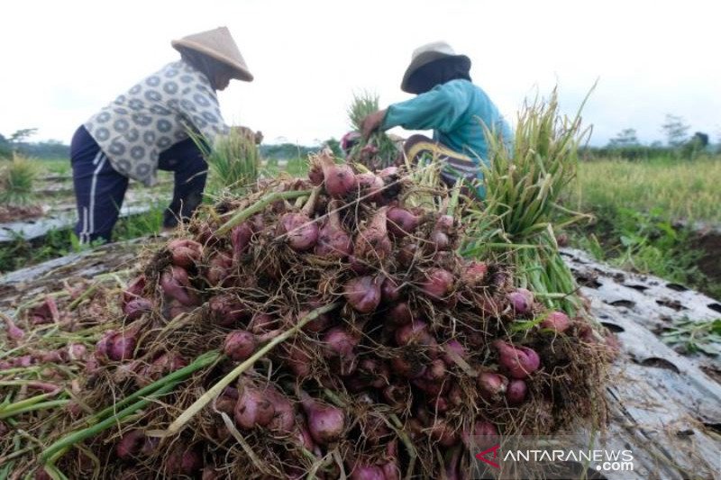 Harga Bawang Merah Anjlok