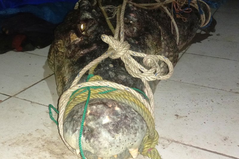 Buaya muara berhasil ditangkap nelayan
