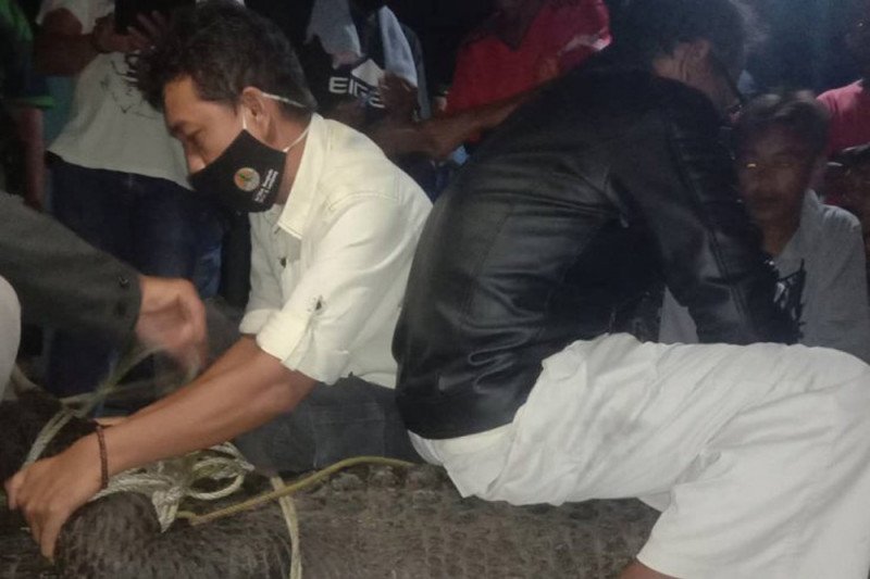 BKSDA evakuasi buaya tangkapan nelayan