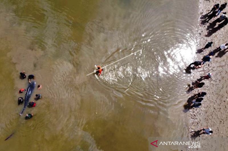 Hiu Paus Tutul Terdampar Di Sungai Wanggu