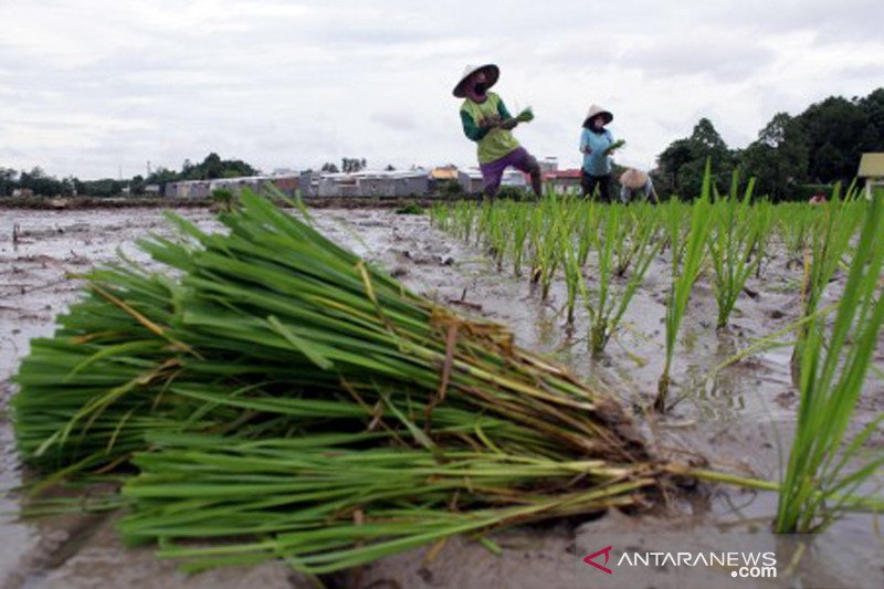 Musim tanam padi di Kabupaten Gowa