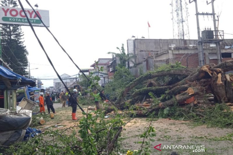 BPBD Garut imbau masyarakat waspadai ancaman pohon tumbang saat musim hujan