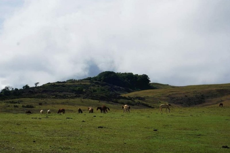 Pemprov NTT kembangkan kawasan tanaman buah dukung pariwisata estate