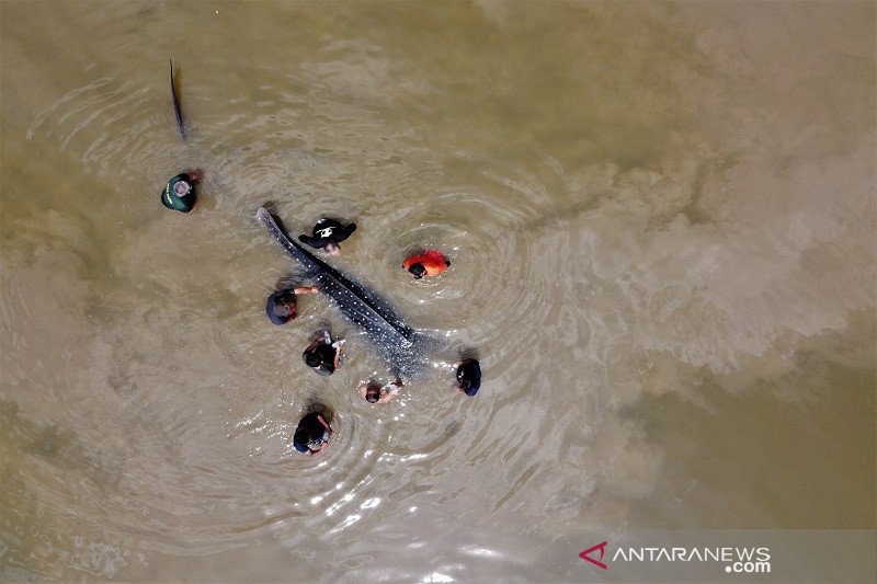 HIU PAUS TUTUL TERDAMPAR DI SUNGAI WANGGU