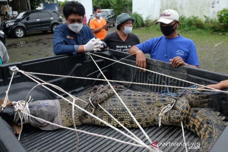 Isolasi Buaya Muara Tangkapan Warga