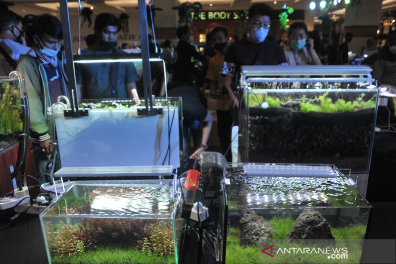 Festival Aquascape dan ikan hias 