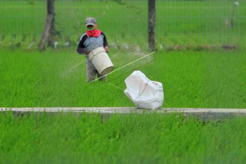 Petani Indramayu kesulitan dapatkan pupuk subsidi