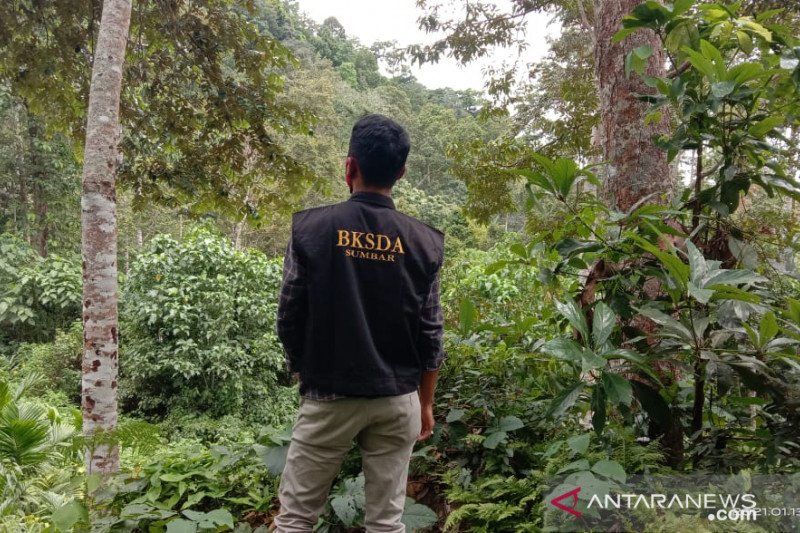 BKSDA duga beruang madu muncul pemukiman warga karena sakit