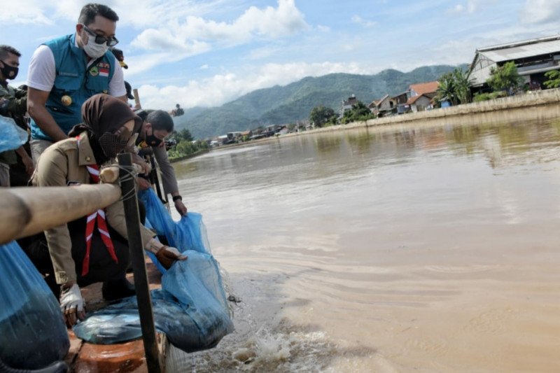 Ridwan Kamil sebar benih ikan dan tanam pohon di Sektor 6 DAS Citarum