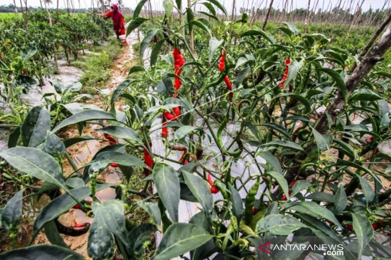 Panen Cabai Merah Di Tengah Lonjakan Harga