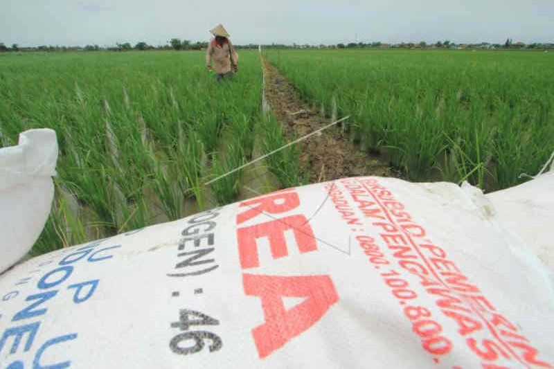 Dinas Pertanian Cirebon sebut petani gunakan pupuk melebihi dosis