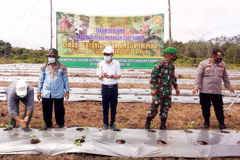 Petani di Trinsing tanam cabe dengan sistem mulsa plastik