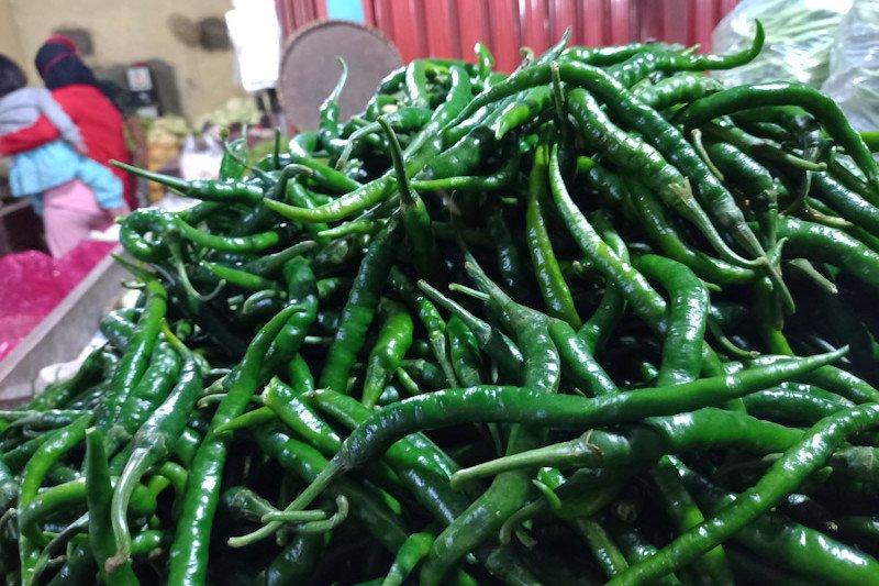 Pada musim hujan, harga cabai di Pasar Jatimuyo naik Rp5.000