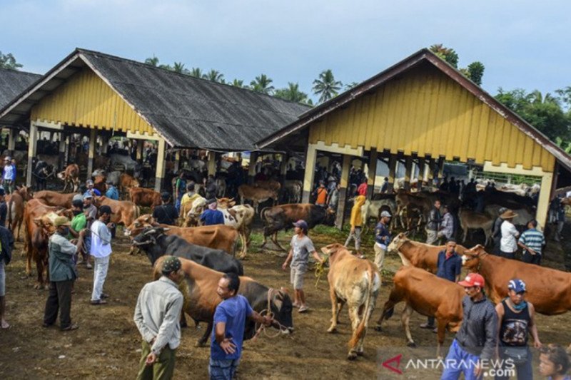 Alih fungsi lahan gerus populasi Sapi Pasundan di Jabar