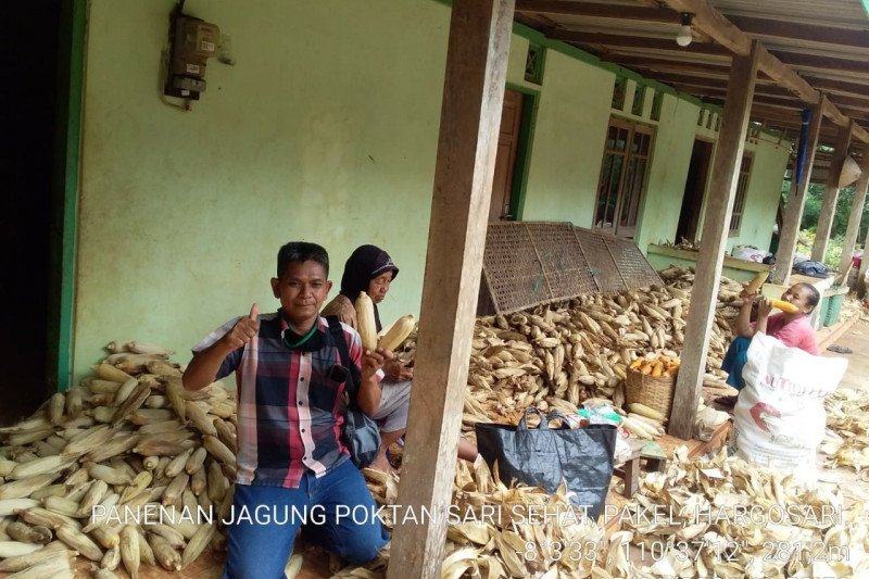 Petani mulai panen jagung seluas 47.198 hektare
