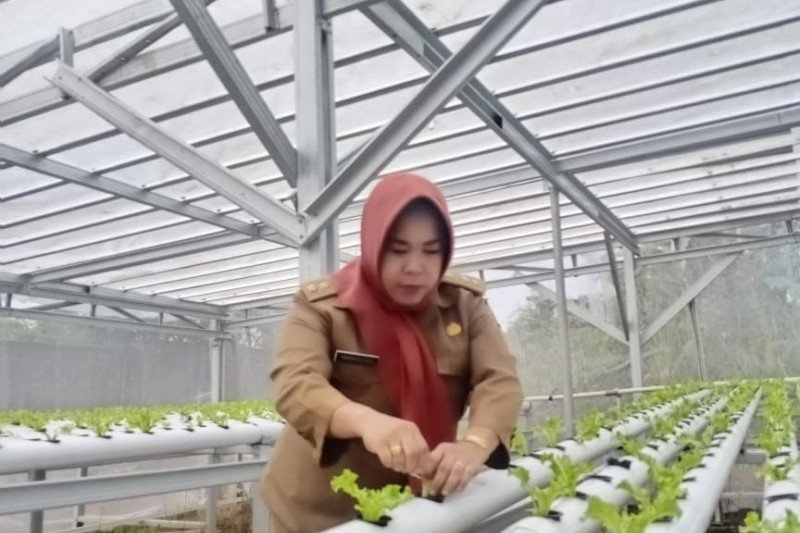 Warga diajak manfaatkan pekarangan dengan tanaman hidroponik