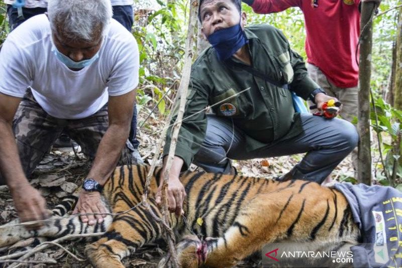 Anak Harimau Sumatera Terkena Jerat di Aceh