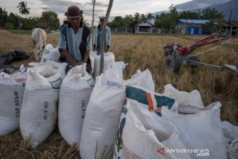 Hasil panen padi di Sigi turun akibat cuaca