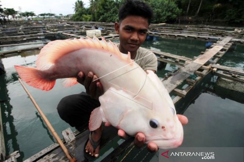 Budidaya Kerapu Metode Keramba