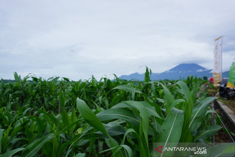 NTB menargetkan produksi jagung  tahun ini 2 6 ton ANTARA 