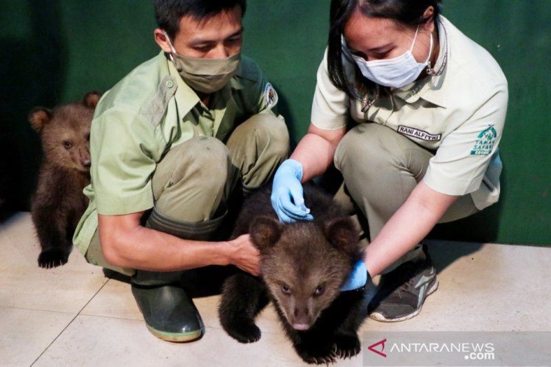 Dua bayi beruang cokelat Taman Safari Bogor diimunisasi perdana
