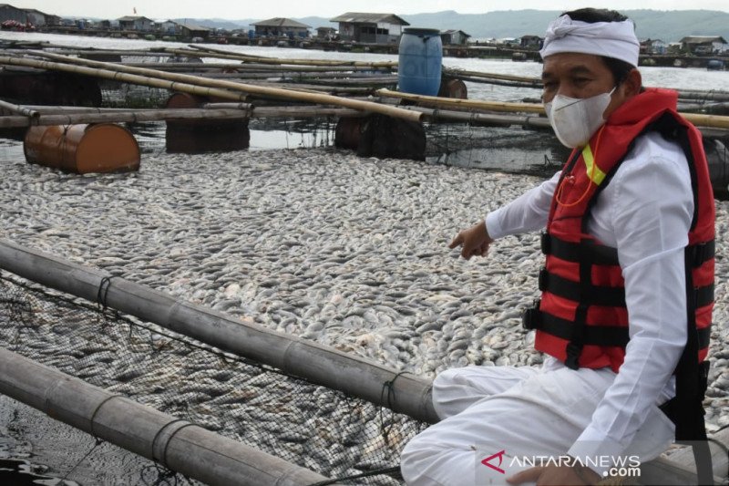 Dedi Mulyadi: Perlu pengaturan pola tanam atasi ikan mati massal di Waduk Jatiluhur