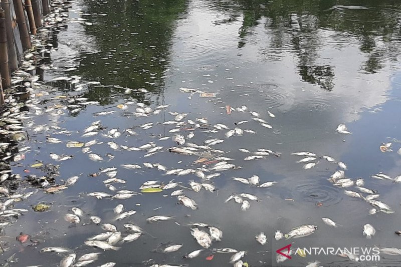 Bupati Bogor minta DLH cari penyebab matinya ribuan ikan di situ Gunung Putri