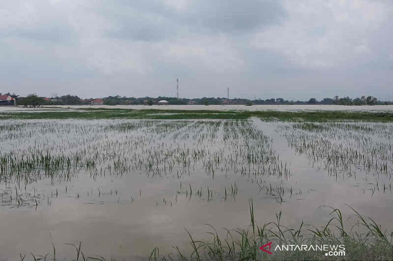 Dinas Pertanian Cirebon catat 1.300 hektare sawah terdaftar asuransi