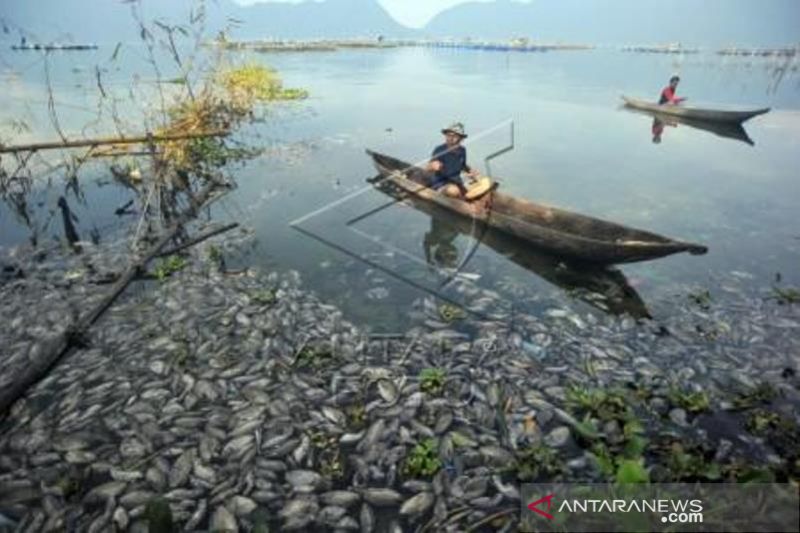 15 Ton Ikan Keramba Jaring Apung Mati Di Danau Maninjau   