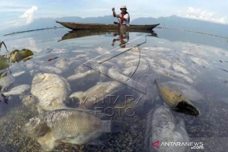 15 Ton Ikan Keramba Jaring Apung Mati Di Danau Maninjau   