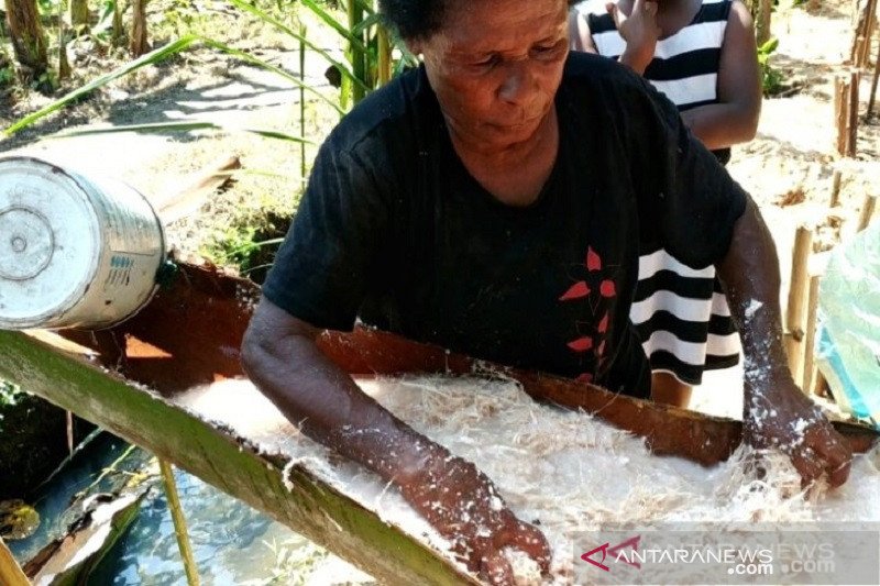 Preserving The Sustainability Of Papuan Staple Sago - ANTARA News